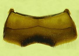   Anthidium palmarum  male, ventral view of fourth sternum (S4), photo from Gonzalez and Griswold 2013 
